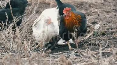 黑白农场鸡在深秋或早春的枯草中放牧。